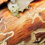 دعای رفتن موریانه از خانه